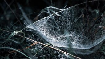 Water drops on a spider's web, making it visible